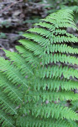 Majbräken Athyrium filix-femina Majbräken förekommer på fuktig mark i barr- och lövskogar i hela landet.