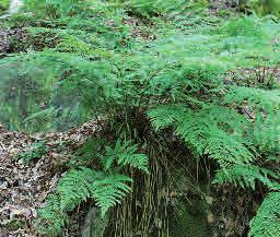 Lundbräken Dryopteris dilatata Lundbräken är vanlig i fuktiga skogsmiljöer i södra Sverige.