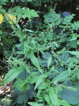 Skogsskräppa Rumex sanguineus Skogsskräppa förekommer i fuktiga näringsrika ädellövskogar i främst Skåne och på Öland.