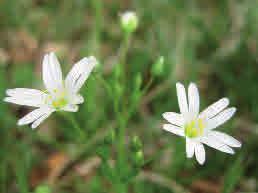 Höjd: 10-35 cm Blommar: Maj - juni Blommorna är vita och stora och till skillnad från de andra arterna i släktet Stellaria endast