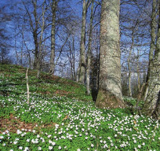 Vitsippa Anemone nemorosa Vitsippan är vår vanligaste vårblomma och lyser upp många ädellövskogar i april och maj.