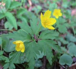 Gulsippa Anemone ranunculoides Gulsippan är mer kräsen än vitsippan och förekommer enbart i näringsrika ädellövskogar med högt ph i marken.