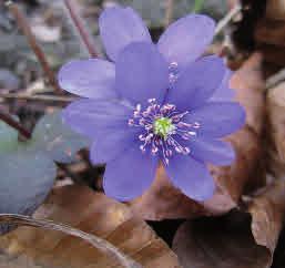 nästan oskaftade och i regel smalare än vitsippans, se vitsippsblad i vänster bild nedanför den blommande gulsippan i vänster bildhalva.