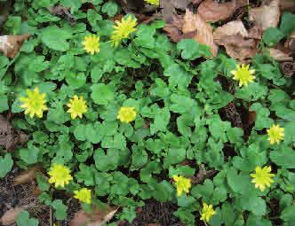 Höjd: 5-25 cm Blommar: April - maj Svalört känns lätt igen på sina rundat hjärtlika blad och sina gula långsmala kronblad.