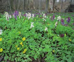 Höjd: 10-30 cm Blommar: April - maj Hålnunneört kan bilda stora bestånd i ädellövskog på näringsrik mark.