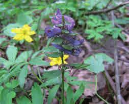 Sloknunneört Corydalis pumila Sloknunneört är en lågväxt, ganska ovanlig art och förekommer på mullrik jord i