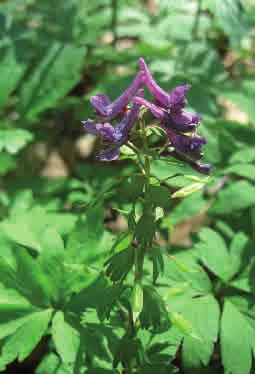 Stor nunneört Corydalis solida Stor nunneört är nästan lika stor som hålnunneört.