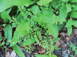 Lundbräsma Cardamine impatiens Lundbräsma är en ganska sällsynt, ett- till tvåårig ört som