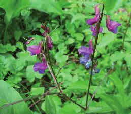 Häckvicker Vicia sepium Häckvicker förekommer i stora delar av landet i ljusöppna skogar, skogsbryn, ängar och