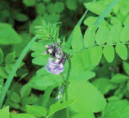 Vårärt Lathyrus vernus Vårärt är en vacker blomma som växer i artrika, gärna kalkpåverkade lundar i södra och