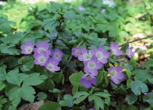 Höjd: 15-35 cm Blommar: Maj - juni Gökärtens blad är grågröna och blommorna rosa till blåvioletta. Blommorna är ätliga och välsmakande.