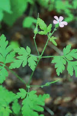 Midsommarblomster Geranium sylvaticum Midsommarblomster, eller skogsnäva, är vanlig i fuktiga, örtrika skogar