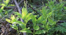 Skogsbingel är tvåbyggare; hanplantorna har glesa mångblommiga ax som sitter på skaft från bladvecken. Honplantorna har ensamma kortskaftade blommor.