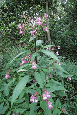 Jättebalsamin är den tredje arten i släktet Balsaminer som förekommer i Sverige. Liksom blekbalsamin är den införd från Centralasiens bergstrakter.