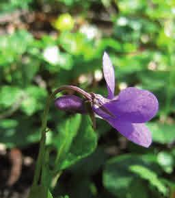 Skogsviol Viola riviniana Skogsviol är den vanligaste violen i ädellövskogen och förekommer även i