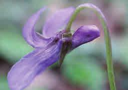 Blommorna är ljust violettblå med något överlappande kronblad och en vitaktig sporre.