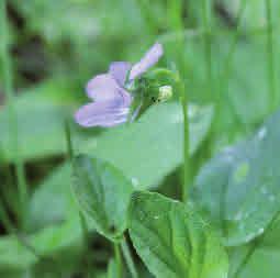 Höjd: 5-25 cm Blommar: April - juni Skogsviol har en vit sporre och foderbladen har tydliga bihang.