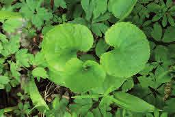 landsdelarna. Underviolens blad är brett hjärtlika och betydligt större än Höjd: 10-25 cm Blommar: April - maj skogs- och lundviolens.