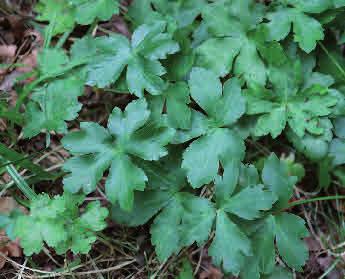 Bergdunört Epilobium montanum Bergdunört är vanlig i näringsrika skogar men även på öppna och störda platser i södra och mellersta