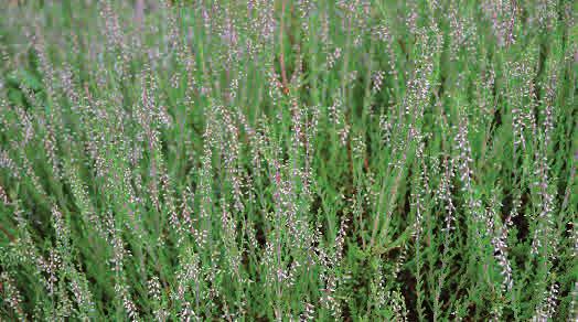 Kirskål Aegopodium podagraria Kirskål är ett av våra vanligaste och mest besvärliga trädgårdsogräs men förekommer också ofta i näringsrika lövskogar, där den