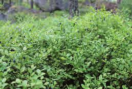 Blåbär förväxlas ibland med odon men den senare har gråbruna, runda grenar och blågröna blad som har hela kanter och är runda i