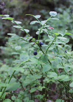 Höjd: 15-45 cm Blommar: Maj - juli Lingon Vaccinium vitis-idaea Lingon är näst efter blåbär den vanligaste arten i svenska skogar,