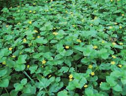 Bladen är elliptiska till ovala och jämnt Höjd: 10-30 cm Blommar: April - maj avsmalnande mot basen. Blommorna är blekgula utan mörkare fläckar.