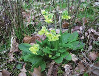 Den har en nedliggande stjälk med motsatta blad och gula blommor. Bladen är kort skaftade, spetsigt äggrunda och tunna.