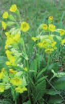 Höjd: 10-40 cm Blommar: Juni - juni sitter ensamma på långa, tunna skaft från bladvecken och har gul och djupt femflikad krona.