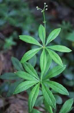 Skogsstjärna Lysimachia europaea Skogsstjärna är en av våra vanligaste skogsarter och förekommer i hela landet, även om