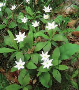 Myskmadra Galium odoratum Myskmadran (myska) är vanlig i Skånes ängsbokskogar men förekommer även i andra näringsrika,