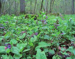 Snärjmåra Galium aparine Snärjmåra förekommer allmänt från Skåne till Uppland.