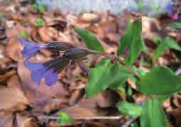 De lansettlika bladen sitter i kransar med åtta blad i varje krans. De små vita blommorna sitter i bladvecken.