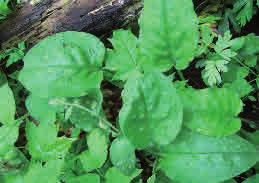 Fläcklungört Pulmonaria officinalis Fläcklungört är mycket lik lungört men har vitfläckiga blad.