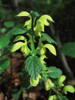 Med sina gula blommor och vintergröna, ibland lite silverfläckiga blad kan den knappast förväxlas med andra arter.