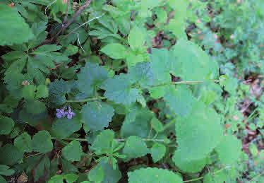 Jordreva Glechoma hederacea Jordreva är vanlig i södra och mellersta Sverige och växer både i fuktiga näringsrika lövskogar och