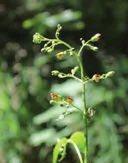 Höjd: 5-15 cm Blommar: April - juni Jordrevans skaftade blad har en karakteristisk rundad till njurlik bladskiva med naggad