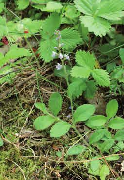 Höjd: 10-30 cm Blommar: Juni - augusti Ängskovall Melampyrum pratense Kovaller är ettåriga örter som parasiterar på