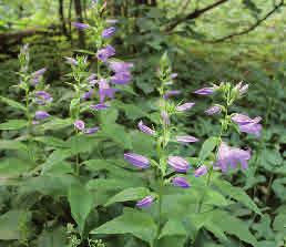 Desmeknopp Adoxa moschatellina Desmeknopp är en liten och säregen vårblomma som med hjälp av sin jordstam kan bilda bestånd som täcker flera kvadratmeter