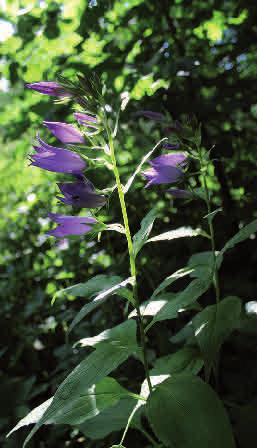 Den har en kal stjälk med stora, brett lansettlika blad med vingade bladskaft. De stora violetta blommorna sitter i toppställda, allsidiga klasar.