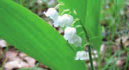 Höjd: 10-35 cm Blommar: Maj - juni Blomman har ett purpurrött fruktämne och åtta gulgröna ståndare.