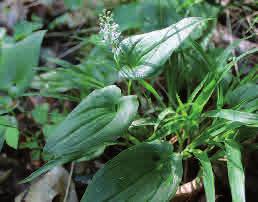 Ekorrbär Maianthemum bifolium Ekorrbär är lätt att känna igen på sina karakteristiska blommor och blad.