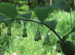 Storrams Polygonatum multiflorum Storrams är en karakteristisk lundväxt som förekommer i näringsrika ädellövskogar i södra Sverige.