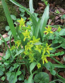 Vårlök Gagea lutea Vårlök börjar ofta blomma lite innan vit- och gulsippan på våren.