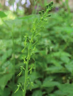 Grönvit nattviol Platanthera chlorantha Grönvit nattviol förekommer på fuktig, näringsrik skogs- och hagmark i södra