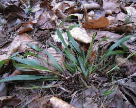 Sankt Pers nycklar Orchis mascula Sankt Pers nycklar förekommer på kalkrik mark på gräsmarker, i ädellövskog