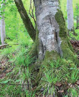 Skogssvingel Drymochloa sylvatica Skogssvingel är ett sällsynt lundgräs som har sin nordgräns i Ångermanland.