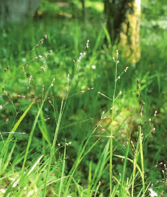 Bergslok känns igen på sin ensidiga vippa med runda småax.