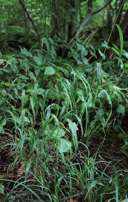 Lundskafting Brachypodium sylvaticum Lundskafting är ett ganska sällsynt lundgräs i södra Sveriges ädellövskogar, men kan på sina växtplatser lokalt bilda större bestånd.