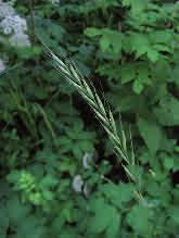 Lundskafting bildar täta tuvor med stråna som har håriga leder och breda, ljusgröna, bågformigt överhängande och håriga blad och långhåriga bladslidor.